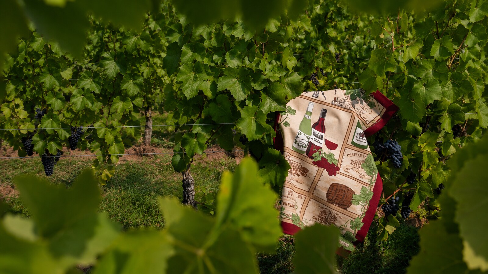 Torchon Millésime Beauvillé présenté au milieu des vignes pendant les vendanges.